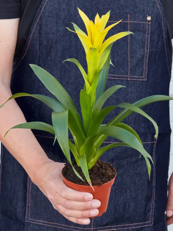 Bromeliad Guzmania 'Yellow' — held in hand for size reference