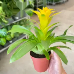 Bromeliad Guzmania 'Yellow' — additional view