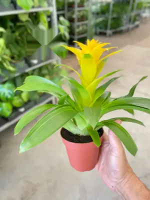 Bromeliad Guzmania 'Yellow' — additional view