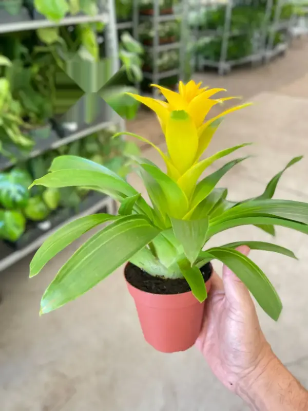 Bromeliad Guzmania 'Yellow' — additional view