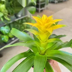 Bromeliad Guzmania 'Yellow' — additional view