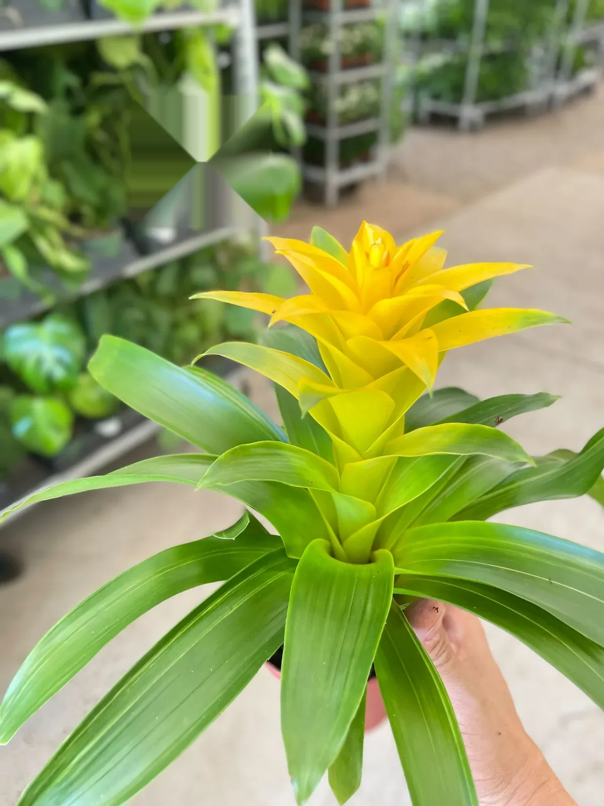 Bromeliad Guzmania 