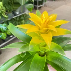 Bromeliad Guzmania 'Yellow' — additional view