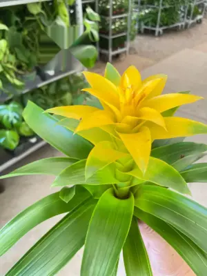 Bromeliad Guzmania 'Yellow' — additional view