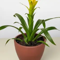 Bromeliad Guzmania 'Yellow' — additional view