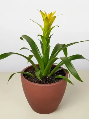 Bromeliad Guzmania 'Yellow' — additional view