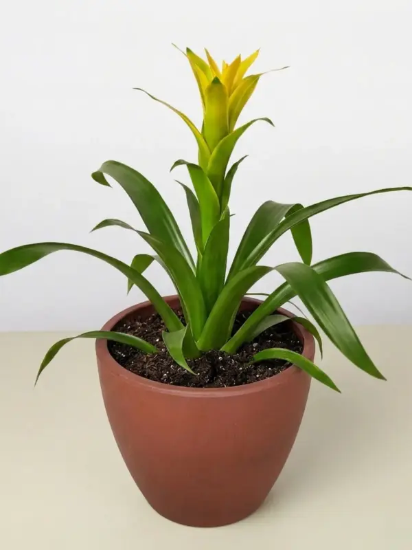 Bromeliad Guzmania 'Yellow' — additional view