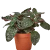 Hemigraphis 'Purple Waffle' houseplant