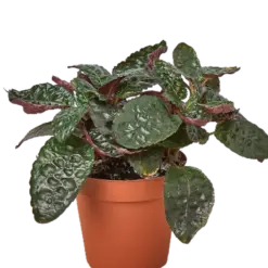 Hemigraphis 'Purple Waffle' houseplant
