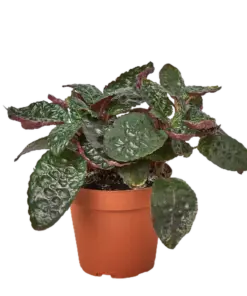 Hemigraphis 'Purple Waffle' houseplant