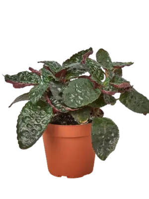 Hemigraphis 'Purple Waffle' houseplant