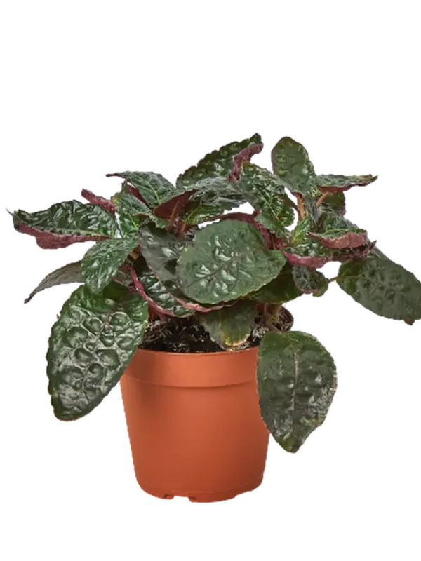Hemigraphis 'Purple Waffle' houseplant
