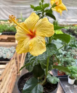 Hibiscus 'Rosa Sinensis' Pink houseplant