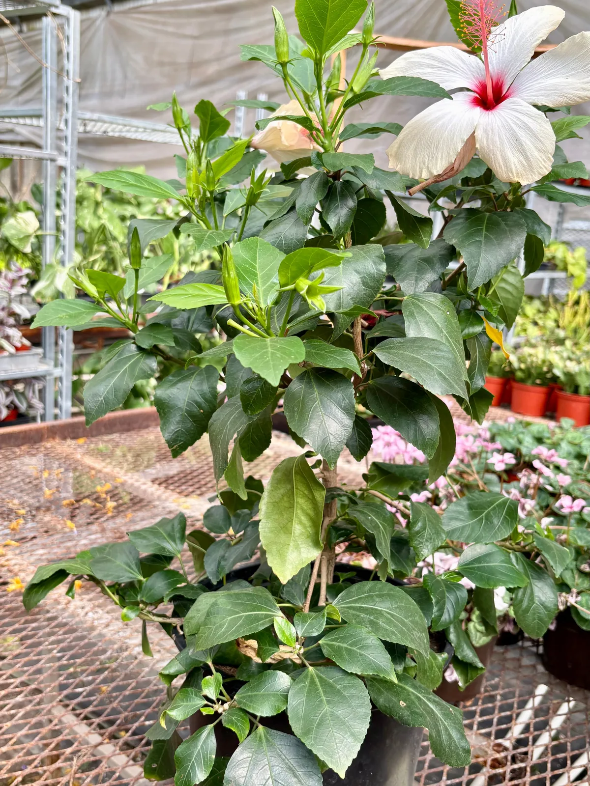 Hibiscus 