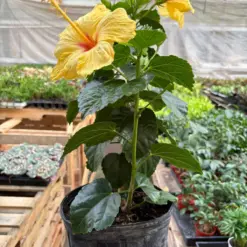 Hibiscus 'Rosa Sinensis' Pink — additional view