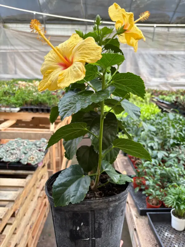 Hibiscus 'Rosa Sinensis' Pink — additional view