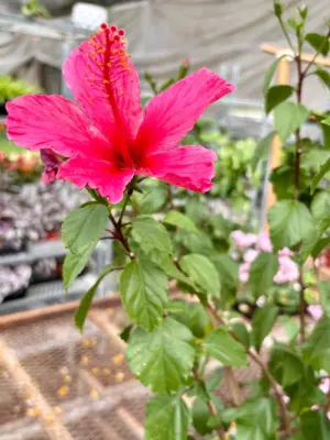 Hibiscus 'Rosa Sinensis' Red — additional view