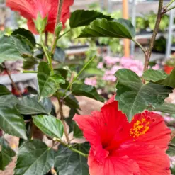 Hibiscus 'Rosa Sinensis' Red — additional view