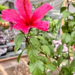 Hibiscus 'Rosa Sinensis' White — additional view