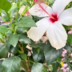 Hibiscus 'Rosa Sinensis' White — additional view