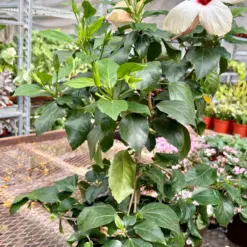 Hibiscus 'Rosa Sinensis' White — additional view