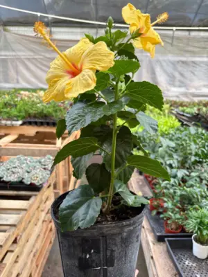 Hibiscus 'Rosa Sinensis' White — additional view
