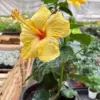 Hibiscus 'Rosa Sinensis' Yellow houseplant