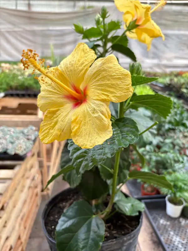 Hibiscus 'Rosa Sinensis' Yellow houseplant