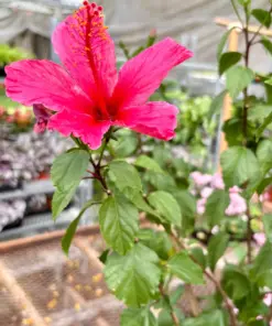 Hibiscus 'Rosa Sinensis' Yellow — additional view