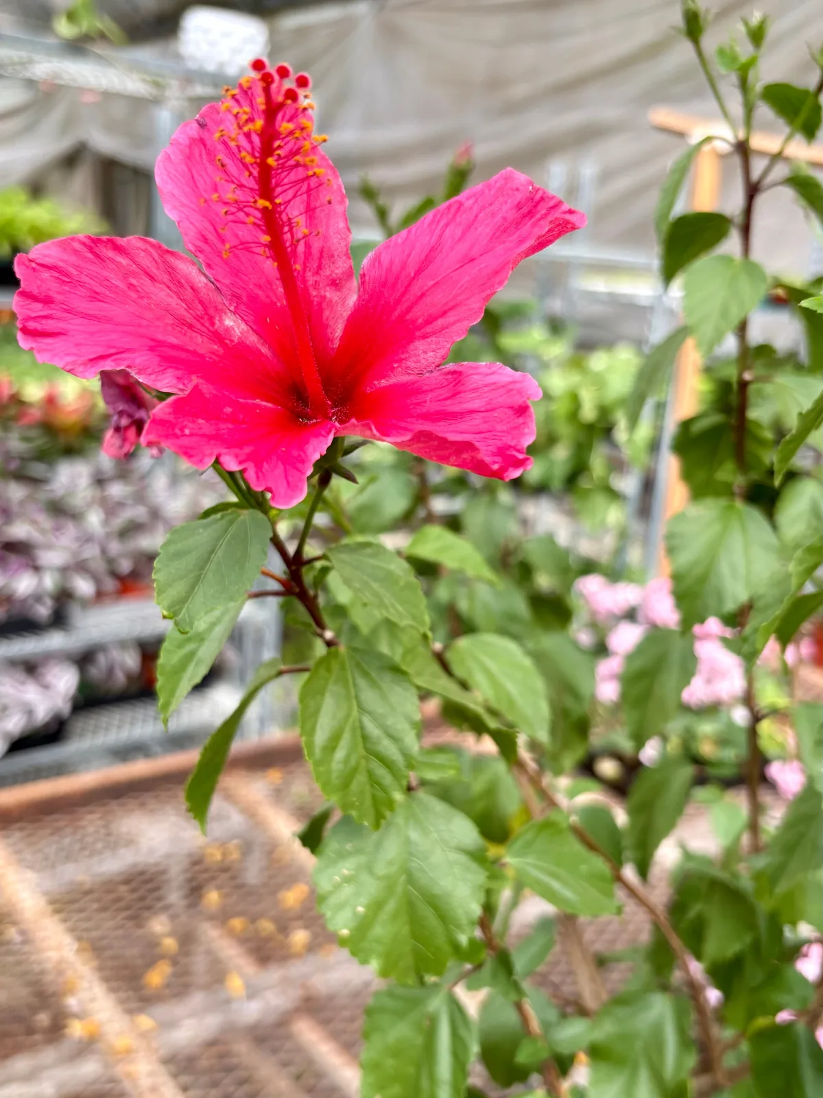 Hibiscus 