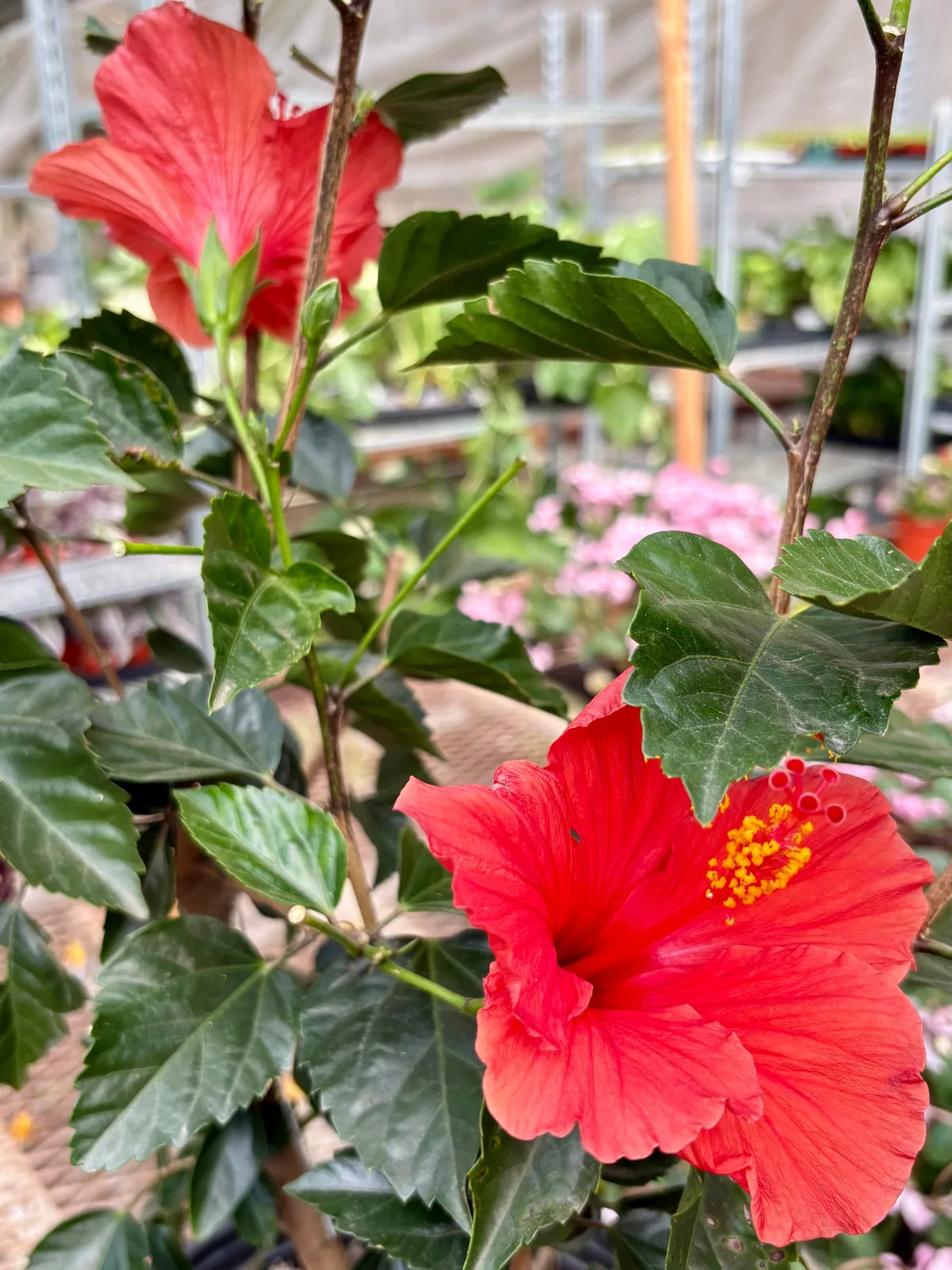 Hibiscus 