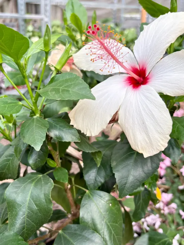 Hibiscus 'Rosa Sinensis' Yellow — additional view