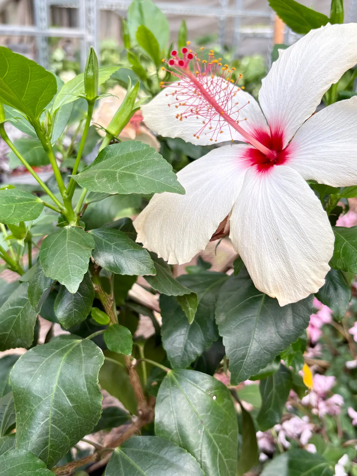 Hibiscus 