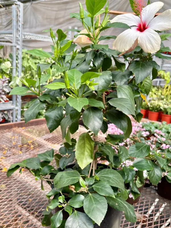 Hibiscus 'Rosa Sinensis' Yellow — additional view