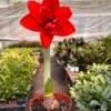 Hippeastrum Amaryllis Red houseplant