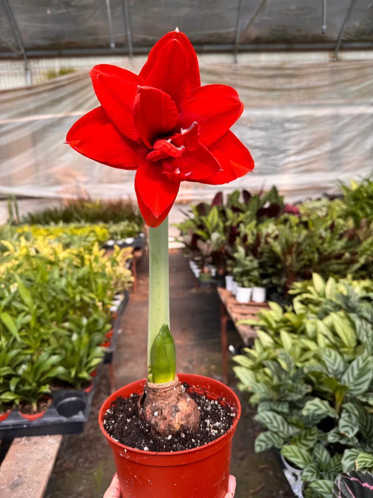 Hippeastrum Amaryllis Red houseplant