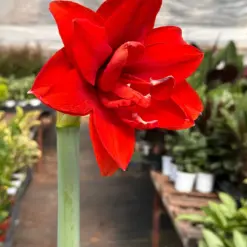 Hippeastrum Amaryllis Red — additional view