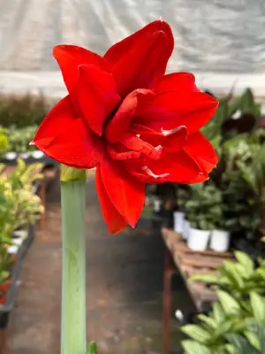 Hippeastrum Amaryllis Red — additional view