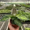 Homalomena 'Camouflage' houseplant