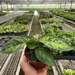 Homalomena 'Camouflage' houseplant