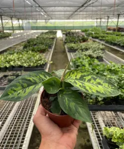 Homalomena 'Camouflage' houseplant