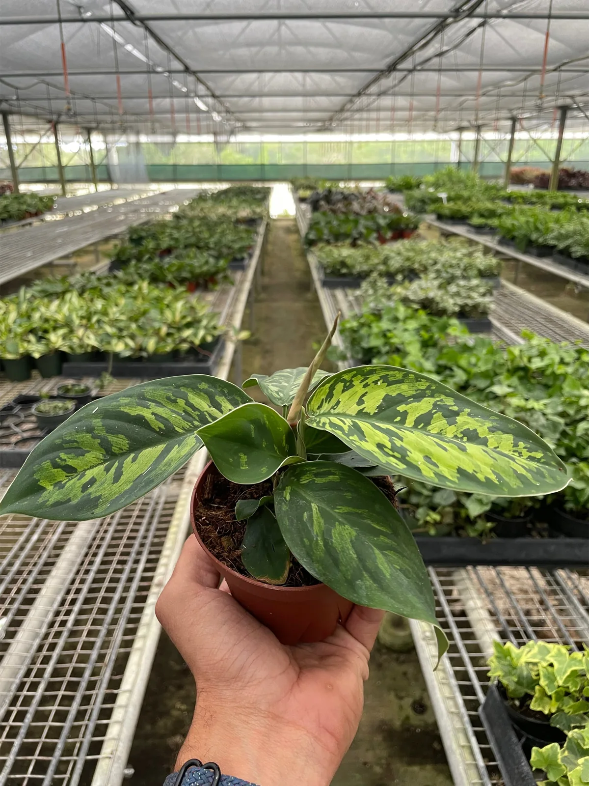 Homalomena 