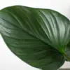 Homalomena 'Emerald Gem' houseplant