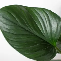 Homalomena 'Emerald Gem' houseplant
