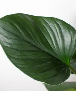 Homalomena 'Emerald Gem' houseplant