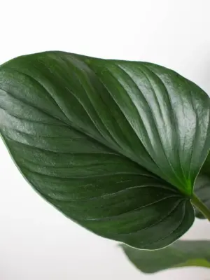 Homalomena 'Emerald Gem' houseplant