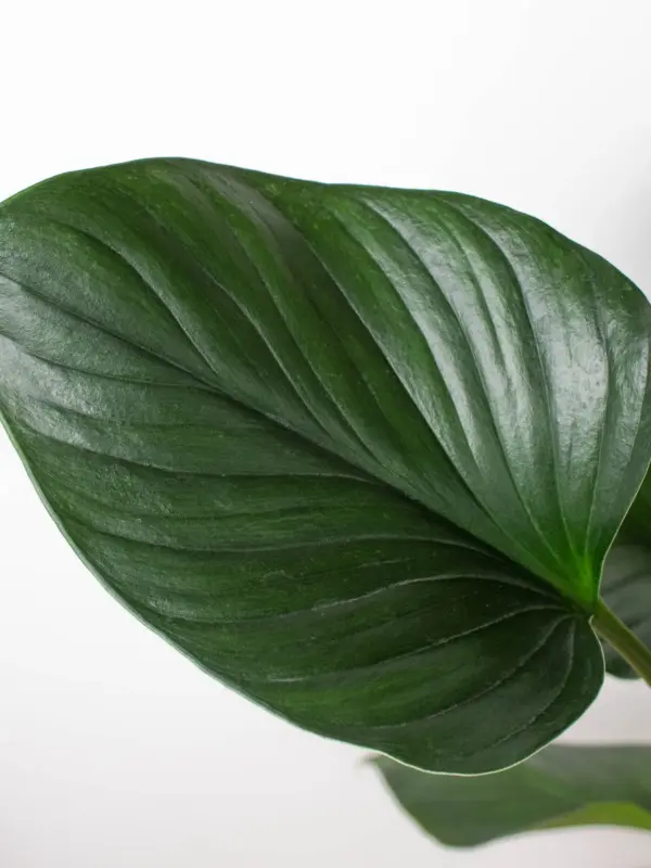 Homalomena 'Emerald Gem' houseplant