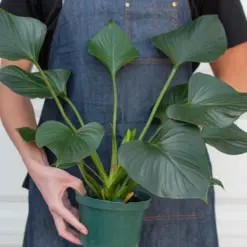 Homalomena 'Emerald Gem' — additional view