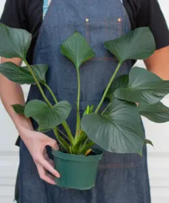 Homalomena 'Emerald Gem' — additional view