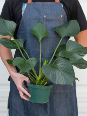 Homalomena 'Emerald Gem' — additional view